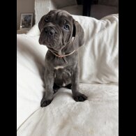 Cane Corso