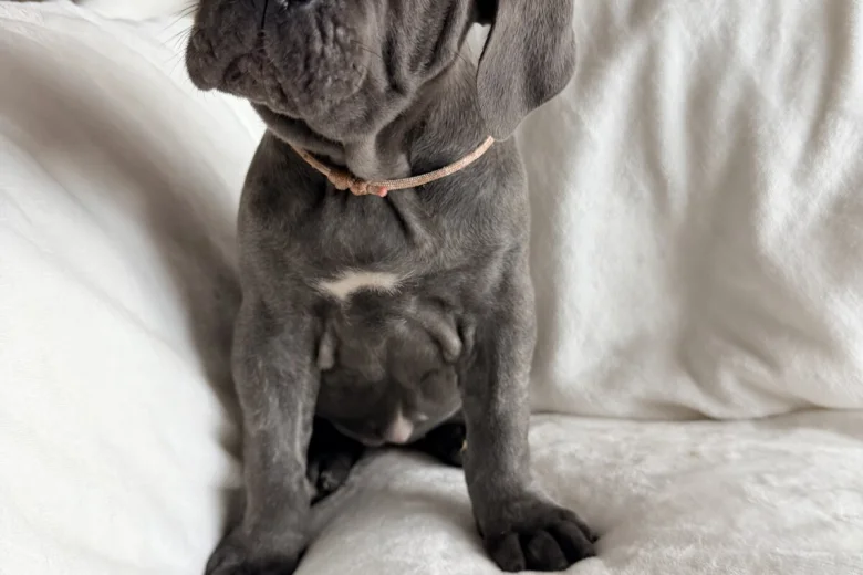 Cane Corso