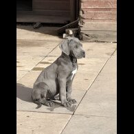 Cane Corso