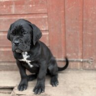 Cane Corso