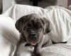 Cane Corso