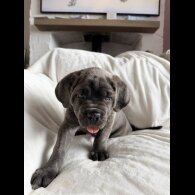 Cane Corso