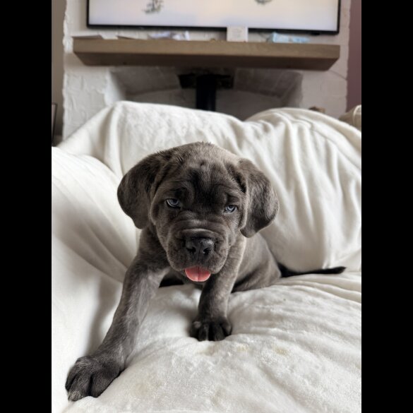 Cane Corso