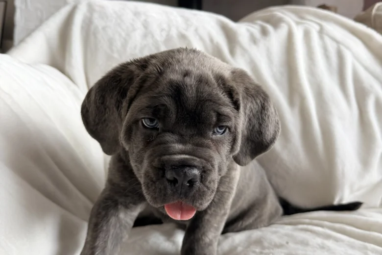 Cane Corso