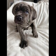Cane Corso