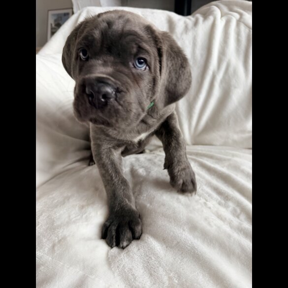 Cane Corso