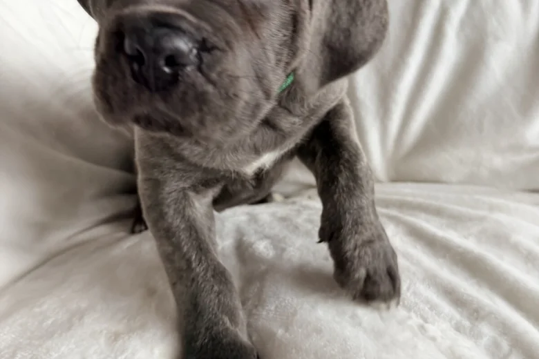 Cane Corso