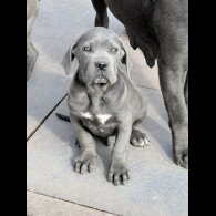 Cane Corso