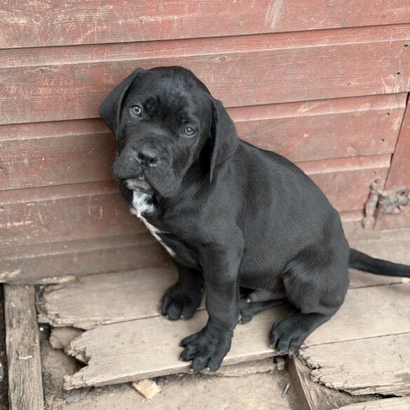 Cane Corso