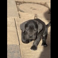 Cane Corso