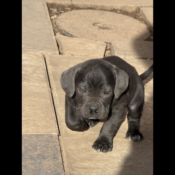 Cane Corso