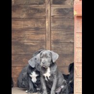 Cane Corso