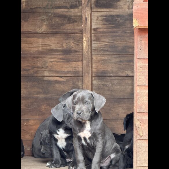 Cane Corso