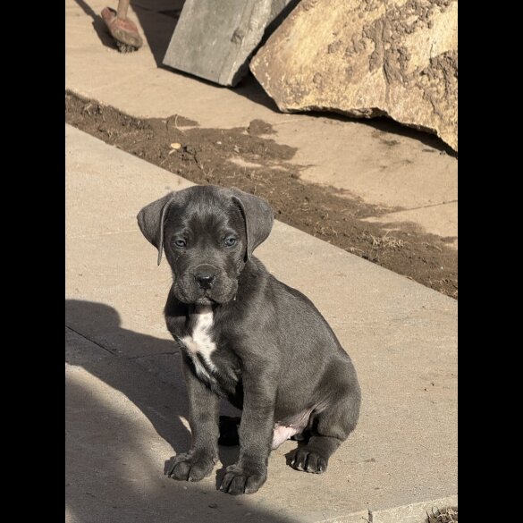 Cane Corso