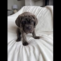 Cane Corso