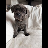 Cane Corso