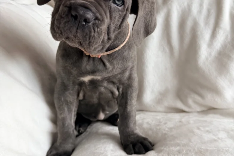 Cane Corso