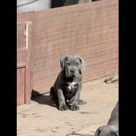 Cane Corso