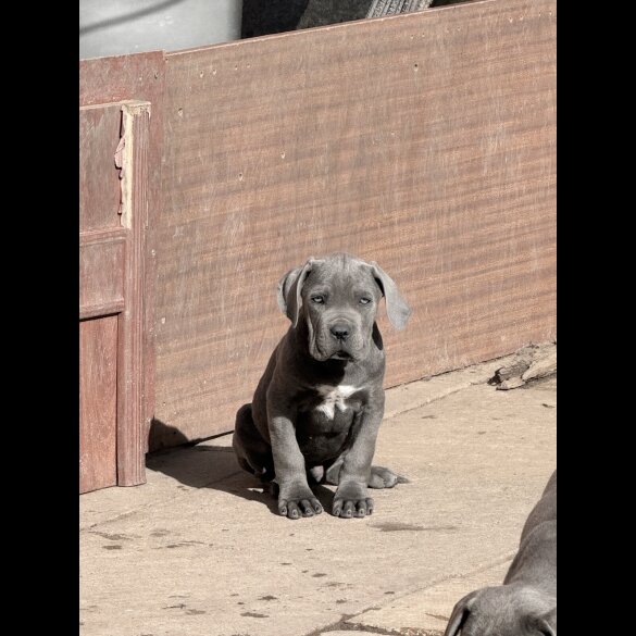 Cane Corso