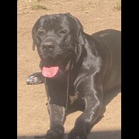 Cane Corso