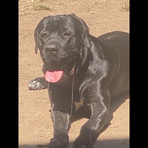 Cane Corso
