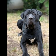 Cane Corso