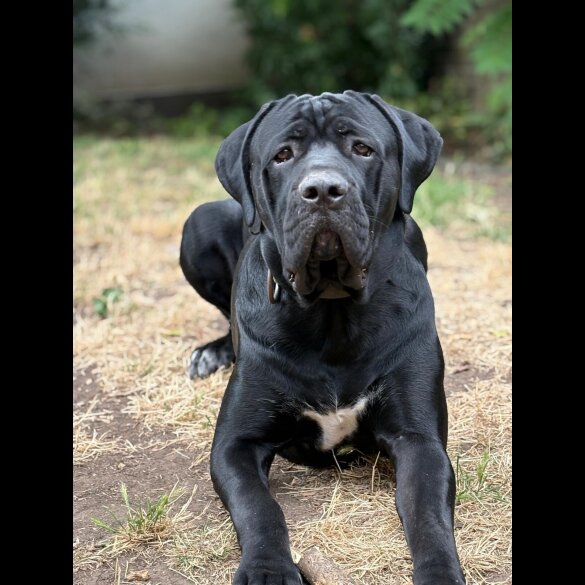 Cane Corso