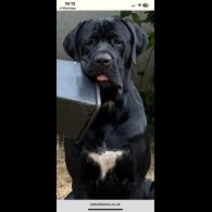 Cane Corso