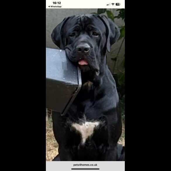 Cane Corso