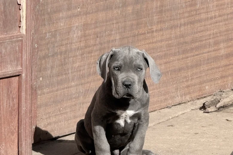 Cane Corso