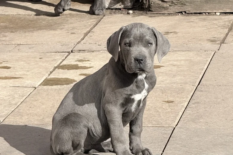 Cane Corso