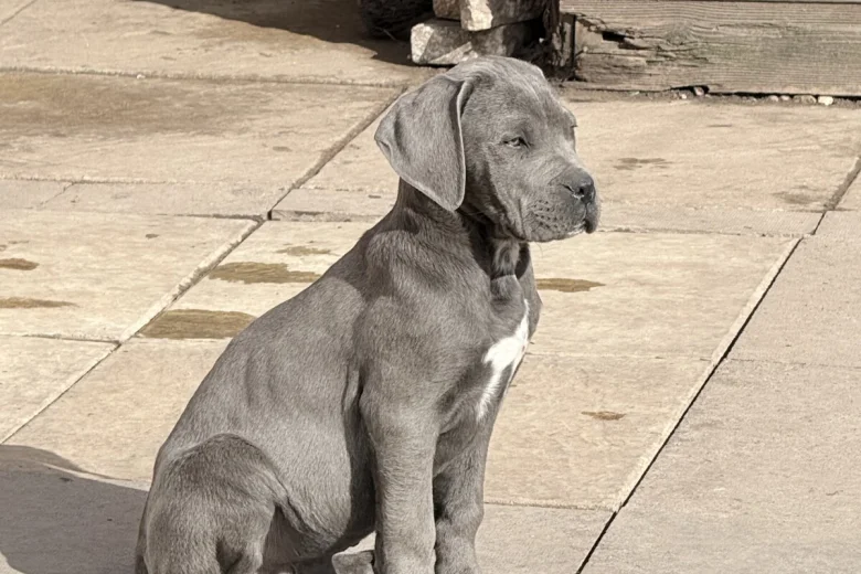 Cane Corso