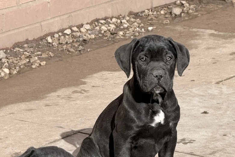 Cane Corso