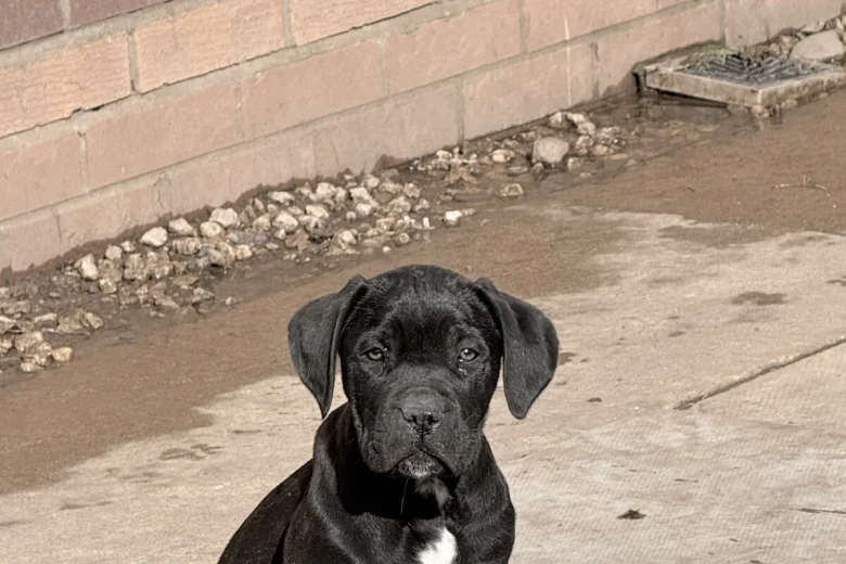 Cane Corso