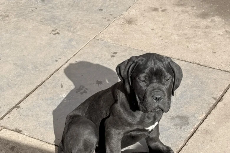 Cane Corso