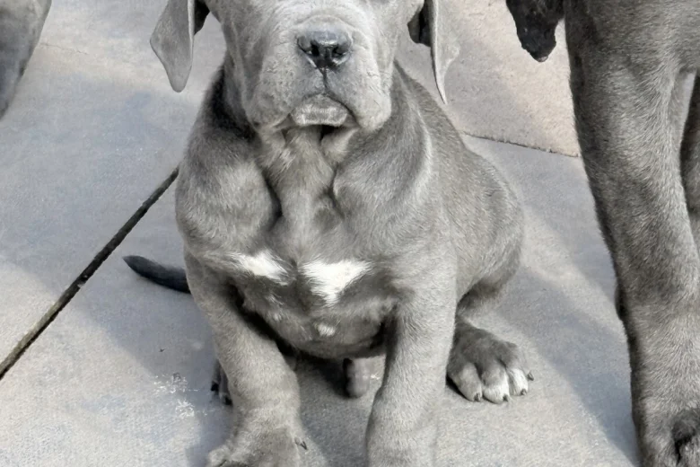 Cane Corso