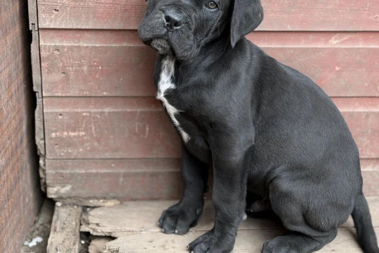 Cane Corso