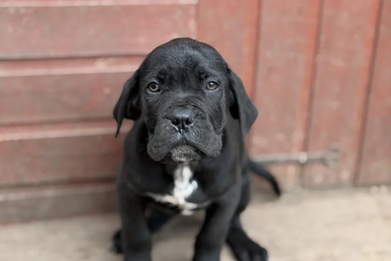 Cane Corso