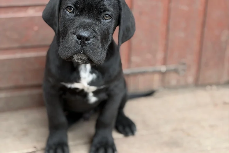 Cane Corso