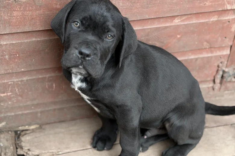 Cane Corso