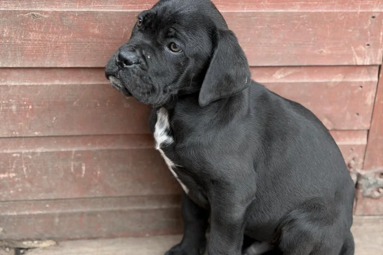 Cane Corso