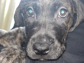Cane Corso