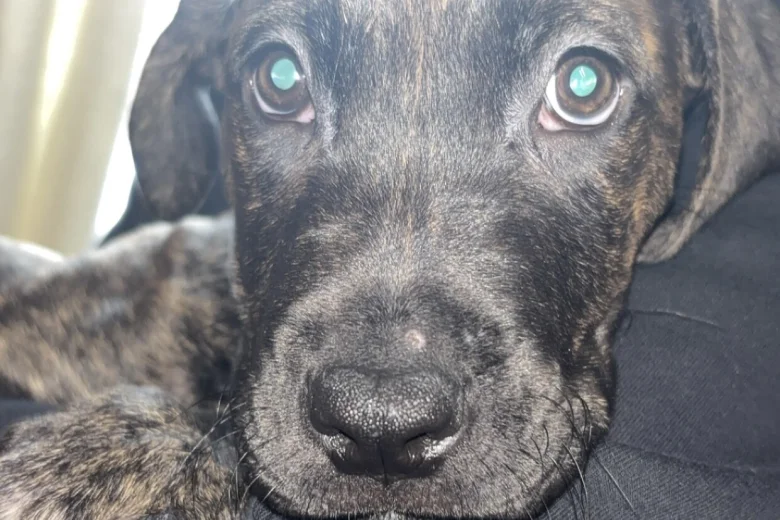 Cane Corso