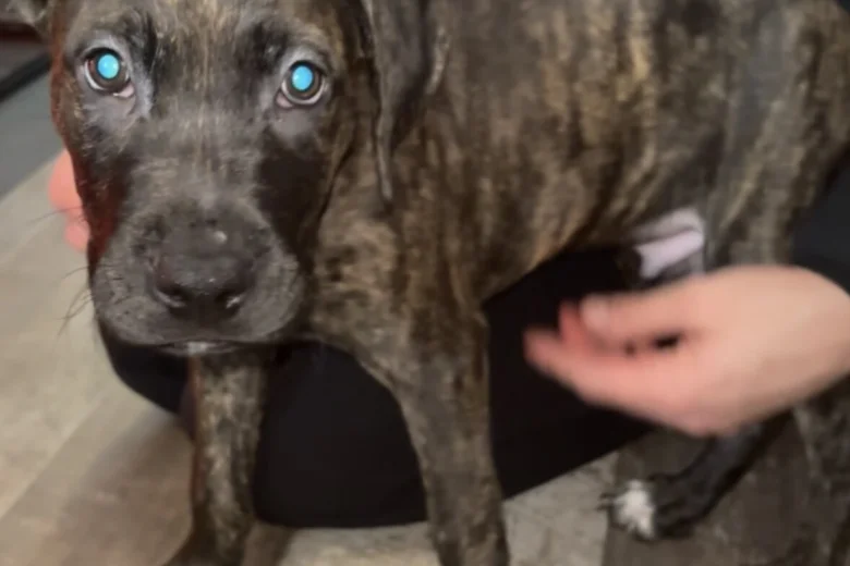 Cane Corso