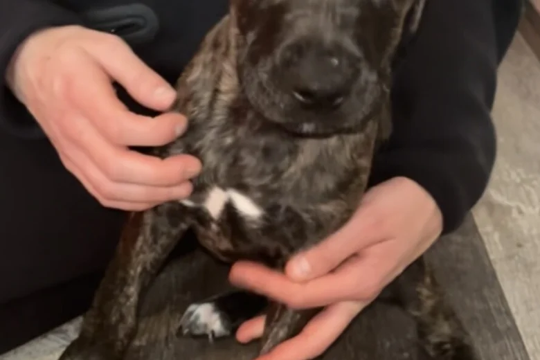 Cane Corso