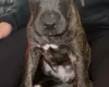 Cane Corso
