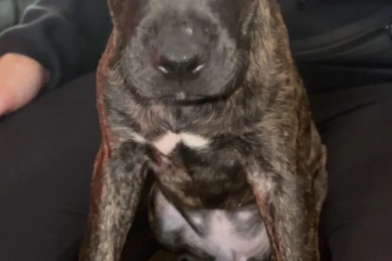 Cane Corso