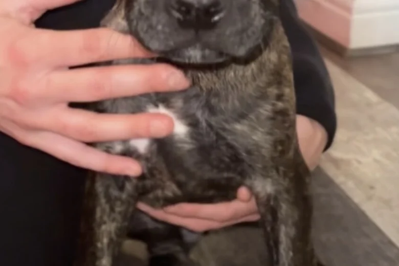 Cane Corso