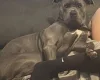 Cane Corso