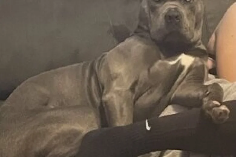 Cane Corso